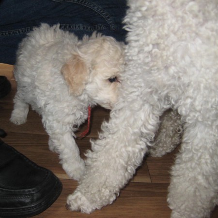 25.11.2018 Jutta ještě doma u chovatelky....